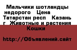 Мальчики шотландцы недорого › Цена ­ 2 500 - Татарстан респ., Казань г. Животные и растения » Кошки   
